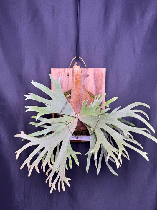 P. willinckii 'Jade Girl' sporeling -  JG-01