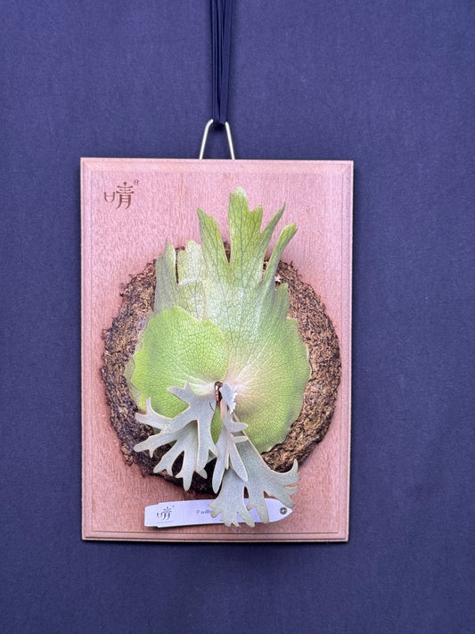 P.willinckii 'Jenny' - Offset from Mother Plant - JEN-02