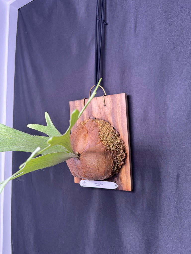 Platycerium bifurcatum 'sp white' - Offset from Mother Plant