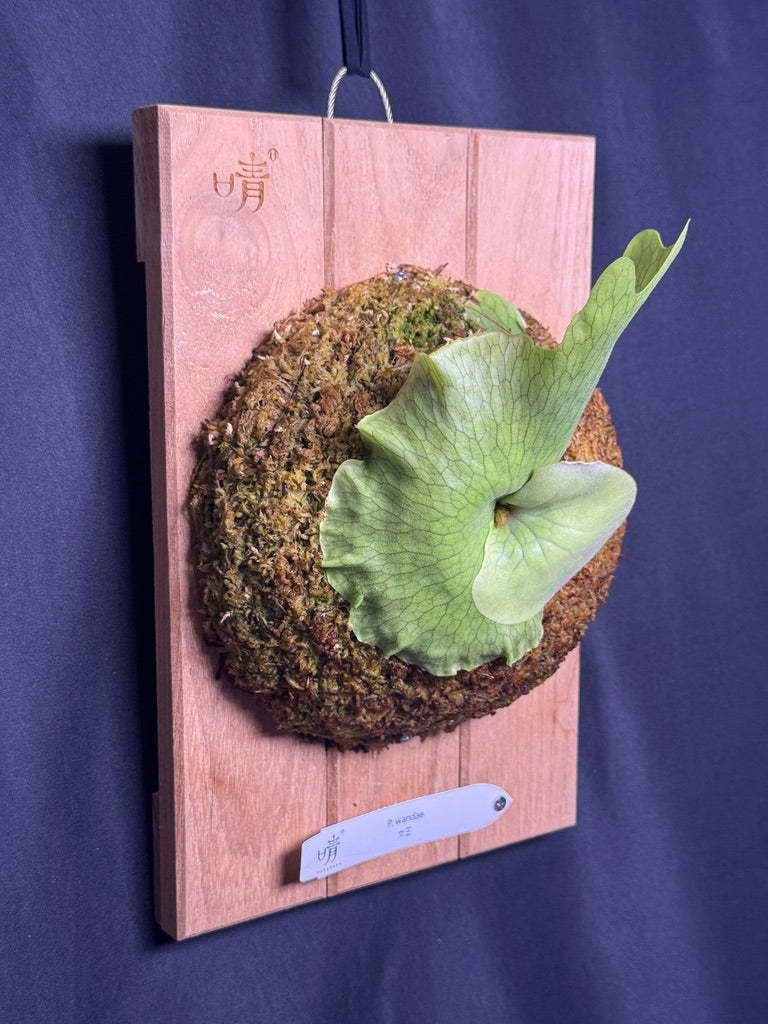 Platycerium wandae mounted pup