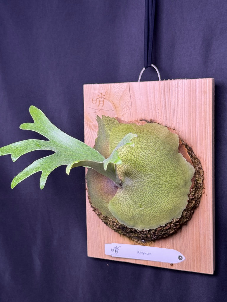 P.popcorn - Offset from Mother Plant - POP-01