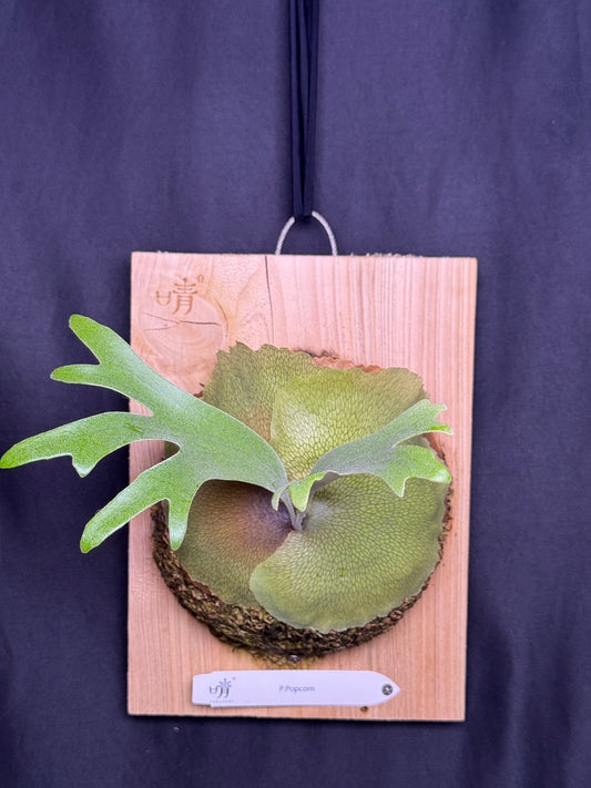P.popcorn - Offset from Mother Plant - POP-01