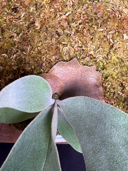 P.  ‘Hakuna Matata’ -Offset from Mother Plant - HM -01