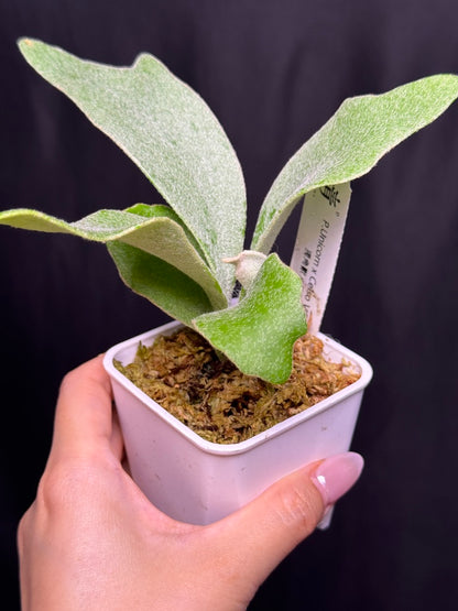 Platycerium ‘Unicorn’ × ‘Celso V02’ sporeling potted