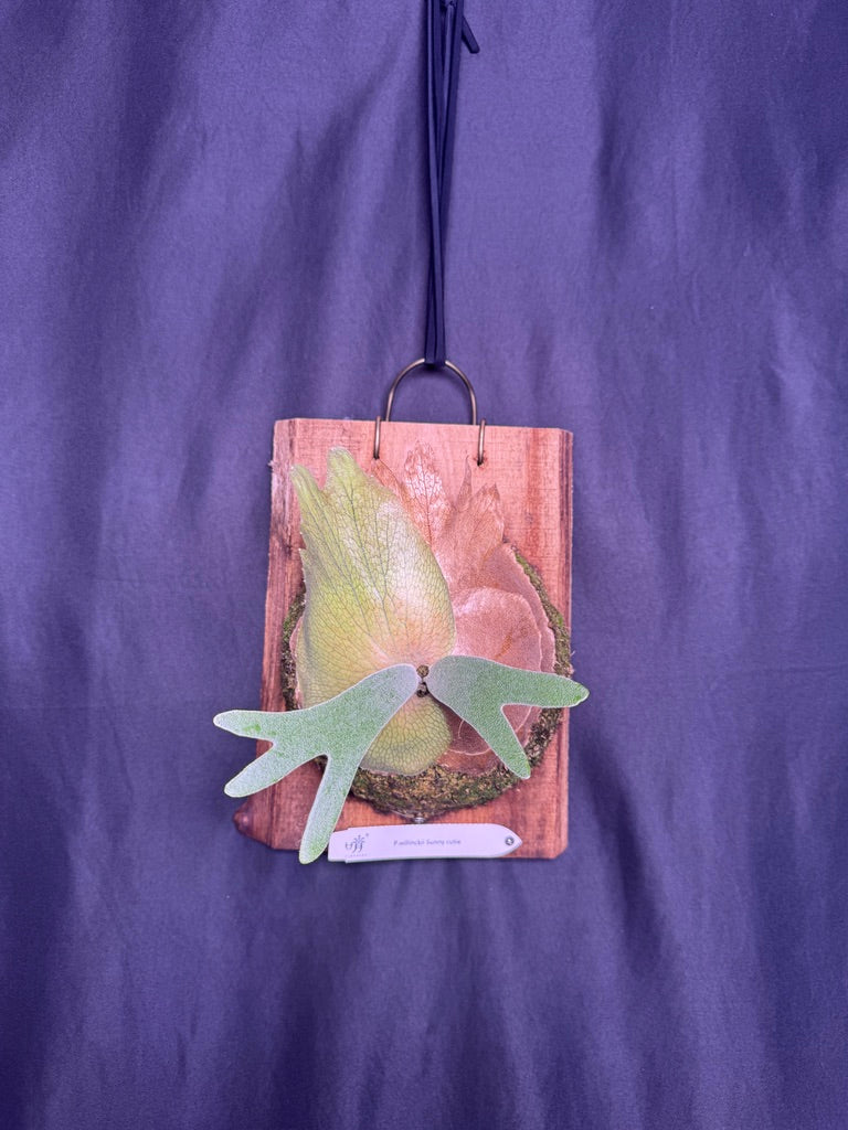 Platycerium willinckii 'Sunny cutie' mounted offset