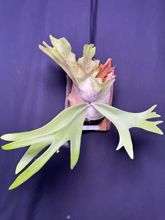 P. willinckii ‘Solana’- SO-01
