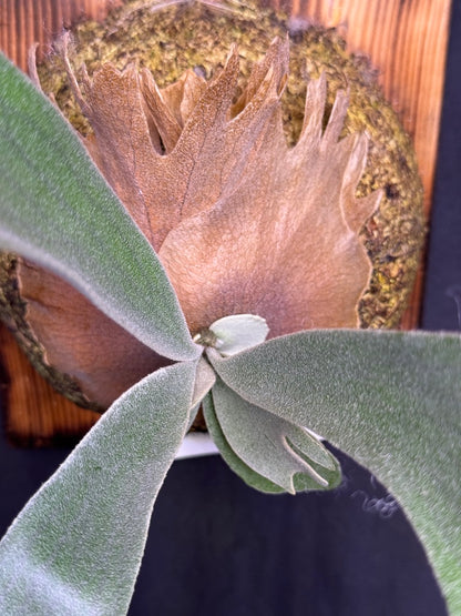 P. willinckii ‘Little Crown’ × ‘Katsu’ sporeling- LK-02
