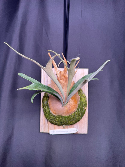 P. veitchii 'Auburn River' × bifurcatum • Ships Oct 13