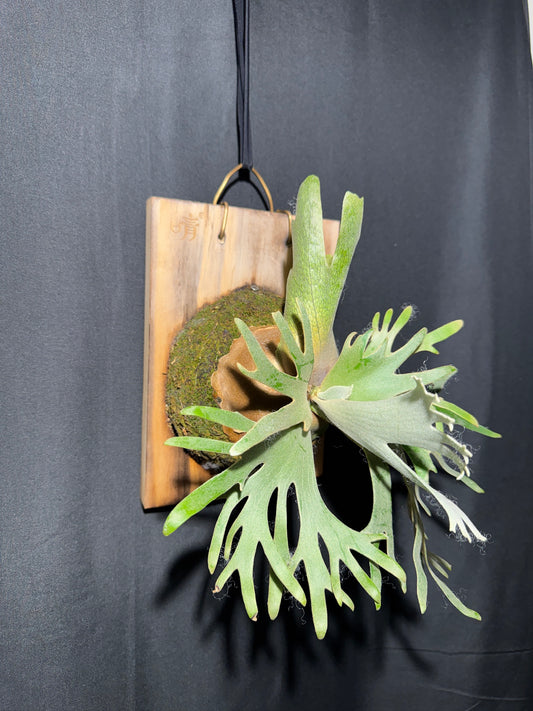 P. willinckii 'Jade Girl' - Offset from Mother Plant -  JG-01