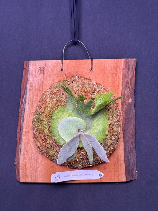 P.willinckii white heaven x AR sporeling  - WA - 01