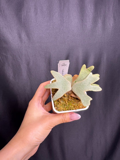 Platycerium Willinckii 'Nano' sporeling potted - NN05