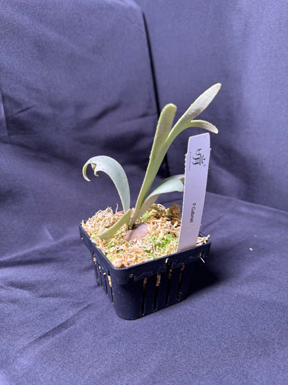 P. willinckii cv.'Gabriel' - Offset from Mother Plant - G-04