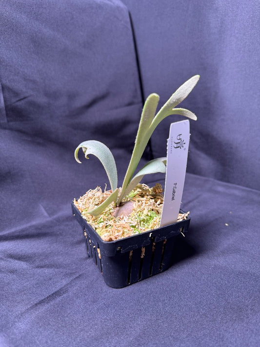 P. willinckii cv.'Gabriel' - Offset from Mother Plant - G-04