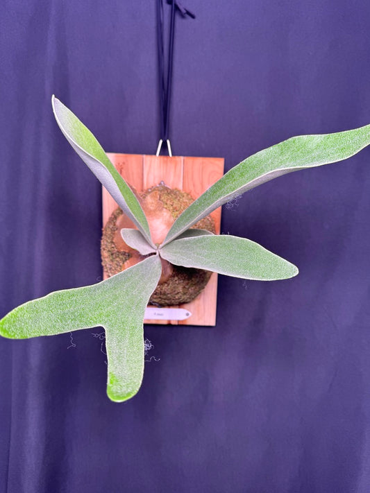 P. Akki -Mounted offset from Mother Plant - A-02