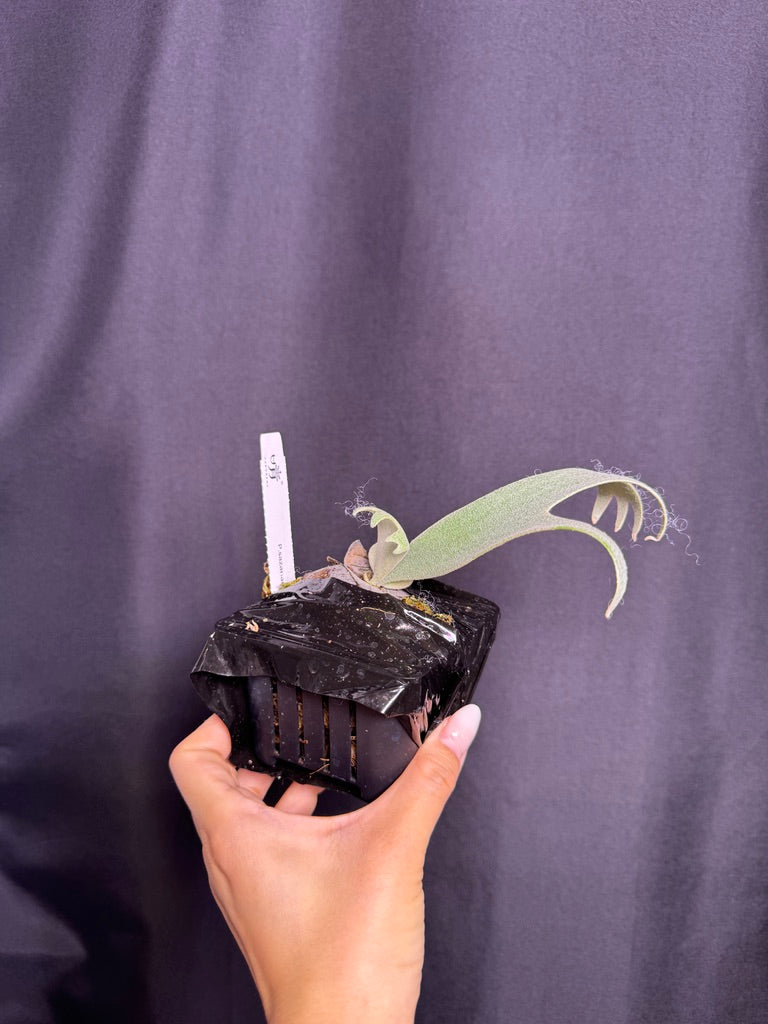 P. Sazanami
