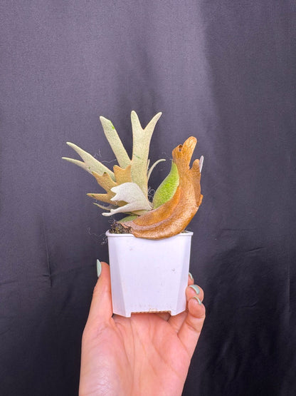 Platycerium Willinckii 'Nano' sporeling potted - NN06