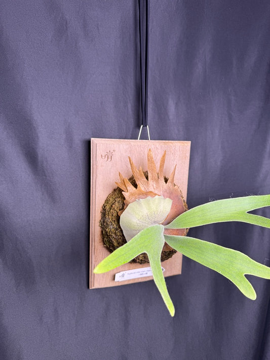 P. willinckii ‘Little Crown’ × ‘Katsu’ sporeling- LK-01
