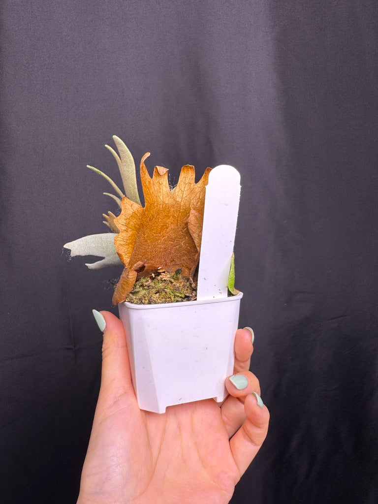 Platycerium Willinckii 'Nano' sporeling potted - NN06