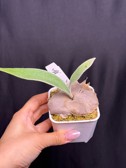 P. veitchii 'Auburn River' - Potted offset - AR-07