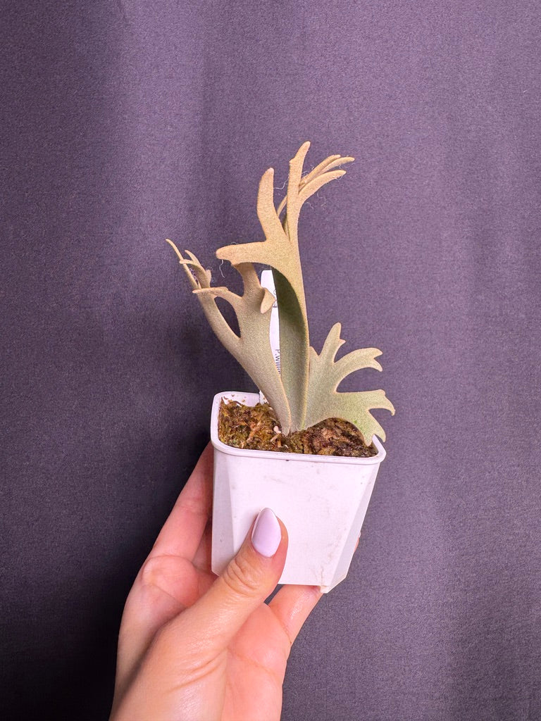 P.willinckii 'Jenny' - Offset from Mother Plant - JEN-03