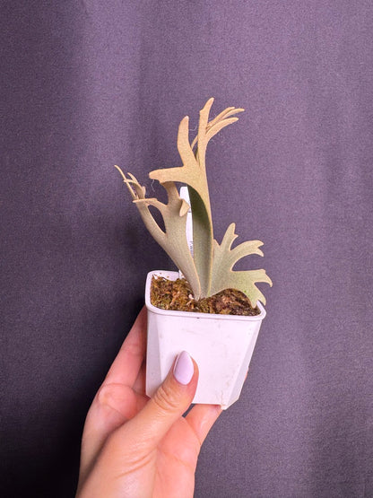 P.willinckii 'Jenny' - Offset from Mother Plant - JEN-03