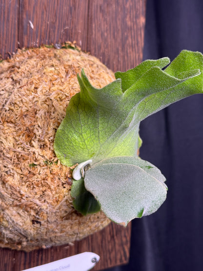 P. willinckii ‘Cotton Cloud’ - Offset from Mother Plant - CCS - 01