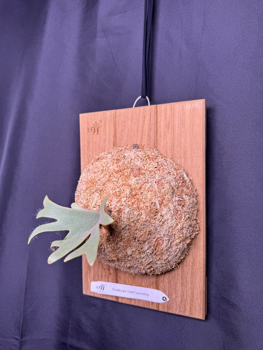 Platycerium Willinckii 'OMG' sporeling mounted - OMG-06
