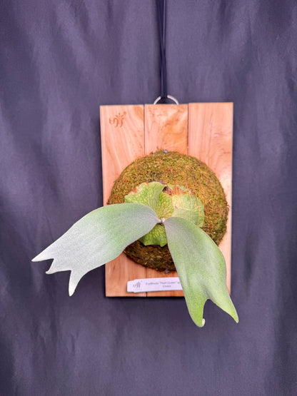 P.willinckii ‘Pearl Queen’  - Offset from Mother Plant - PQ-04