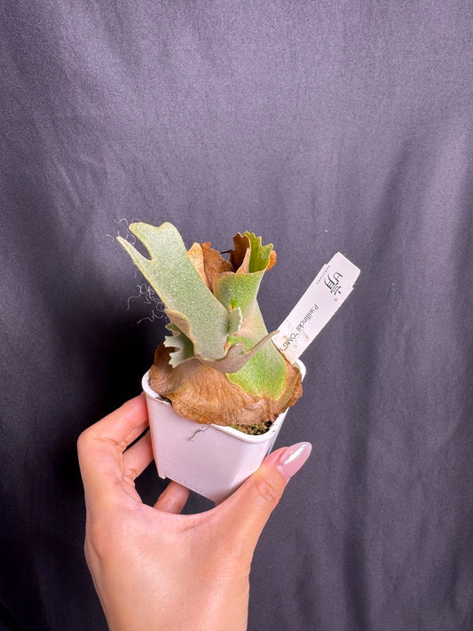 Platycerium Willinckii 'OMG' sporeling potted