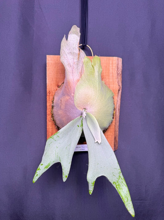 P.willinckii ‘Pearl Queen’  - Offset from Mother Plant - PQ-07