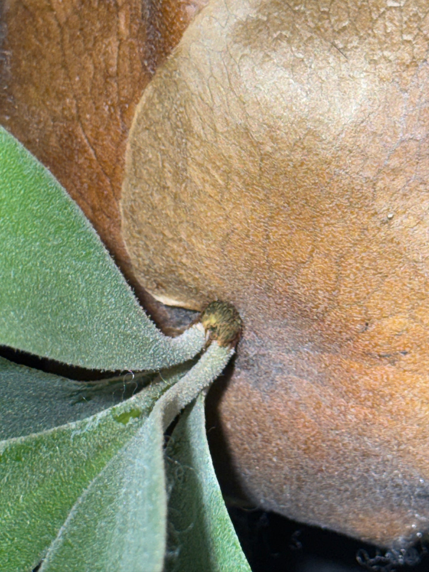 P.'Woot #9' - Offset from Mother Plant - WO9-01