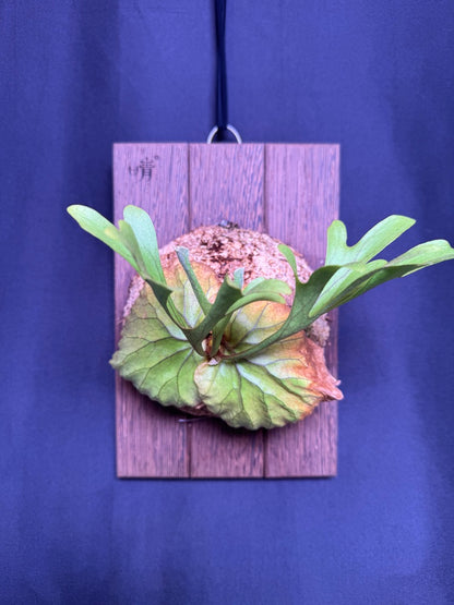Platycerium ridleyi mounted