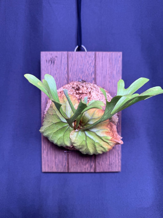Platycerium ridleyi mounted