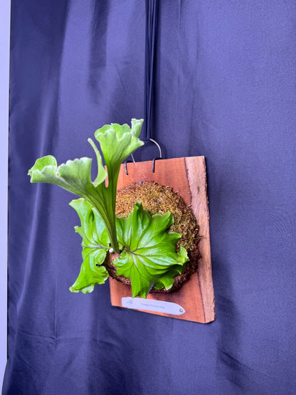 Platycerium ridleyi 'Monkey King' mounted pup -MK01