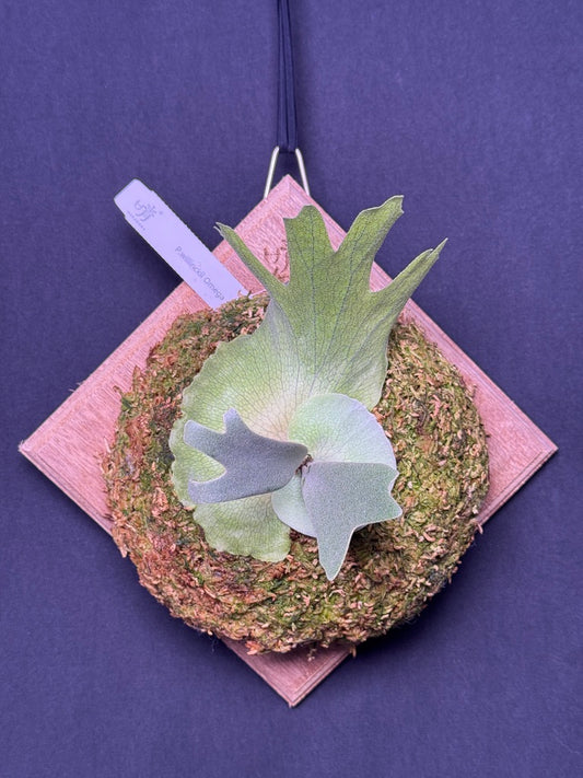 P.willinckii Omega - Offset from Mother Plant - OME-02