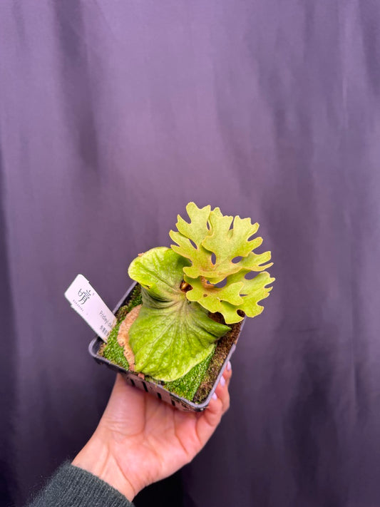 P. ridleyi 'Dwarf Silver'