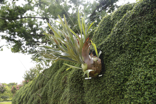 P. Akki -Mounted offset from Mother Plant - A-02