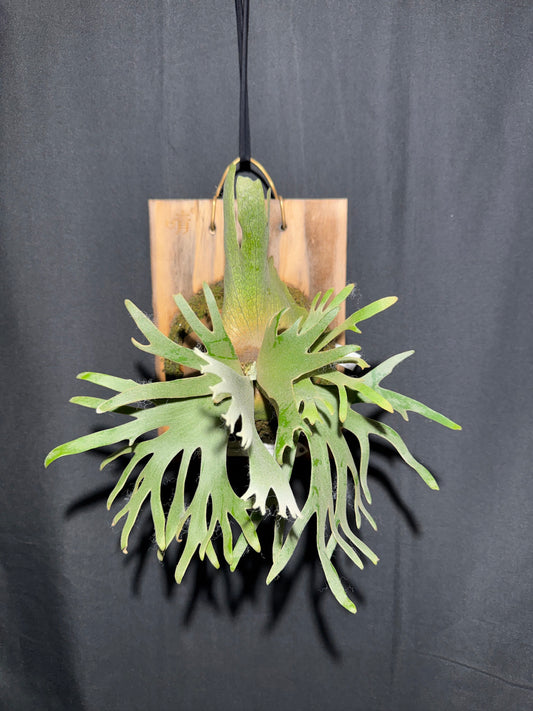 P. willinckii 'Jade Girl' - Offset from Mother Plant -  JG-01