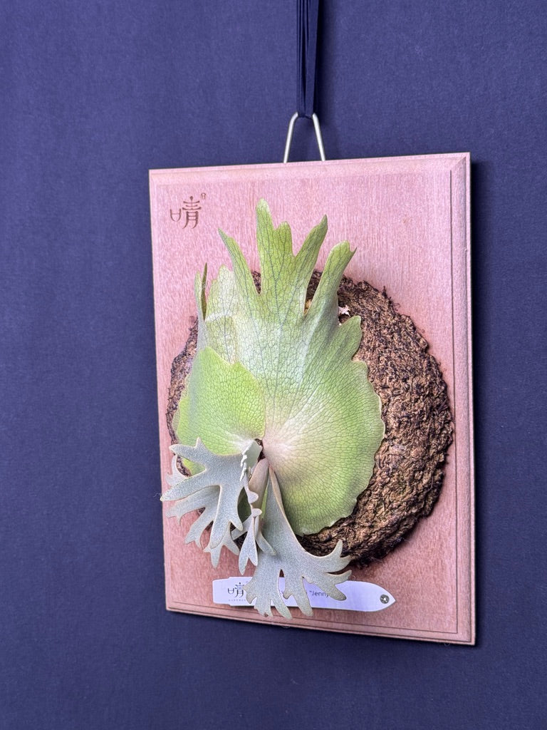 P.willinckii 'Jenny' - Offset from Mother Plant - JEN-02