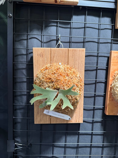 Platycerium Willinckii 'OMG' sporeling mounted - OMG-06