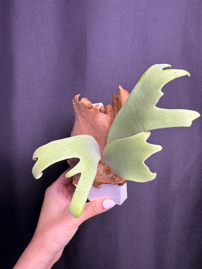Platycerium willinckii ‘Moonlight’ sporeling  - ML - 03