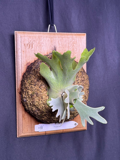 P. willinckii cv.'Gabriel' - Offset from Mother Plant - G-01