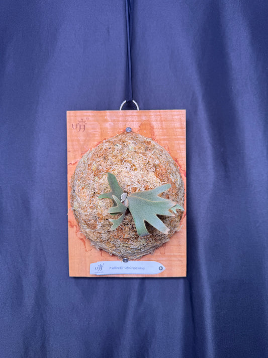 Platycerium Willinckii 'OMG' sporeling mounted - OMG-06