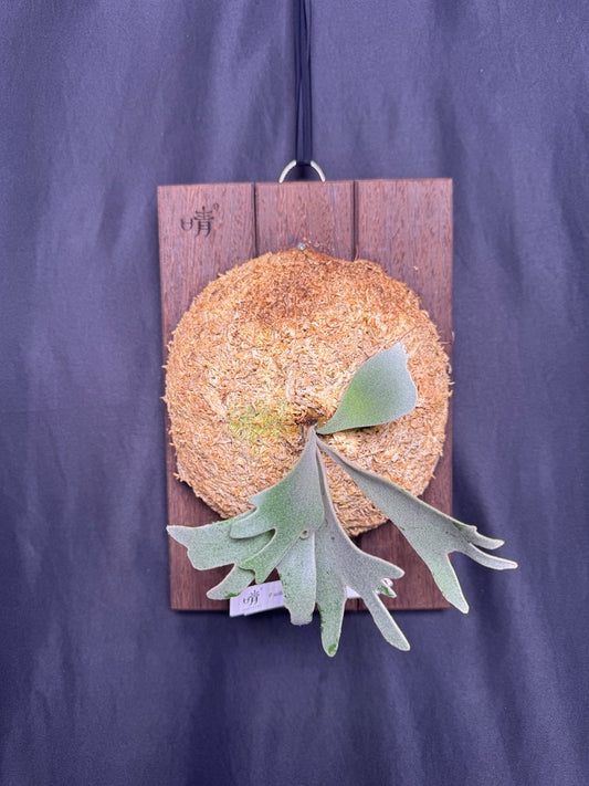 P. willinckii ‘Moonlight’ sporeling  - ML - 02