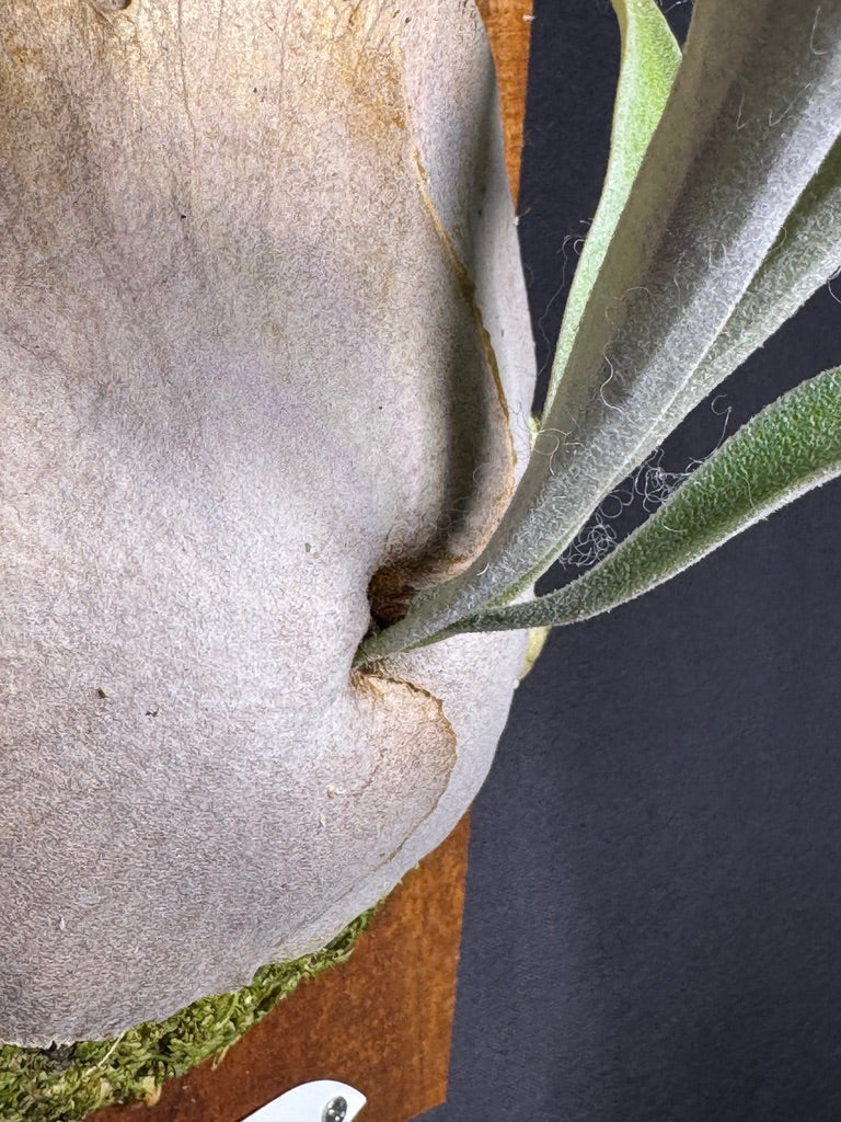 P. veitchii 'Auburn River' #AR-12 (Offset) • Ships Oct 13