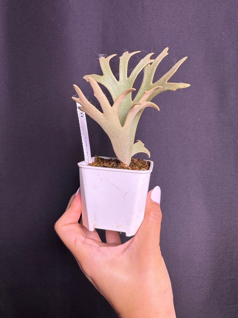 P.willinckii 'Jenny' - Offset from Mother Plant - JEN-03