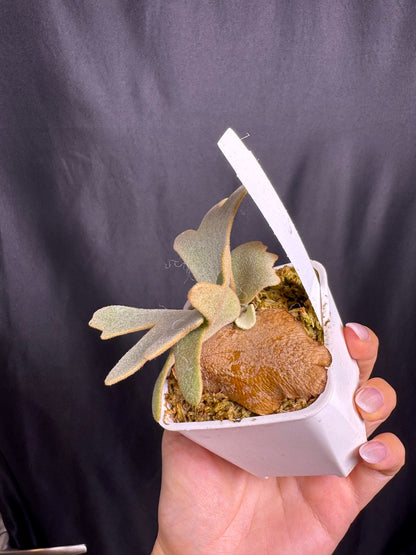 Platycerium Willinckii 'Nano' sporeling potted - NN05