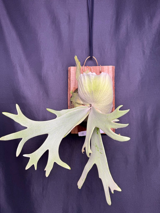 P.willinckii 'White Heaven' - Offset from Mother Plant  - WH-01