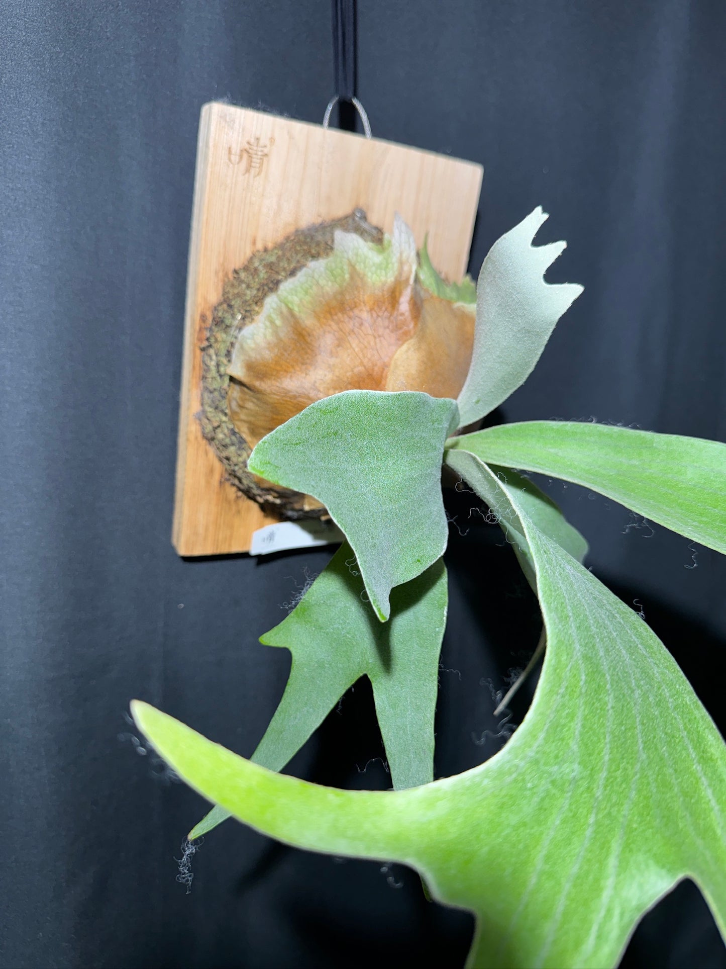 P.'Woot #9' - Offset from Mother Plant - WO9-01