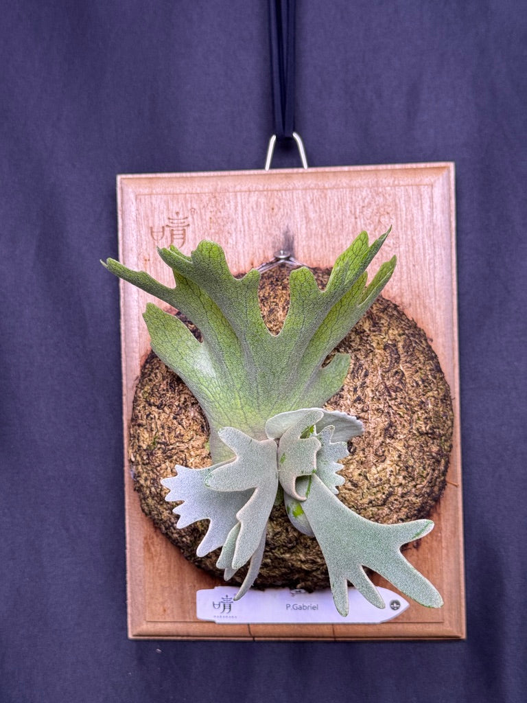 Dwarf Varieties – Haruhana